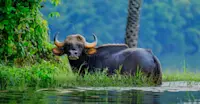 Gaur (Indian bison), Tadoba National Park, India.