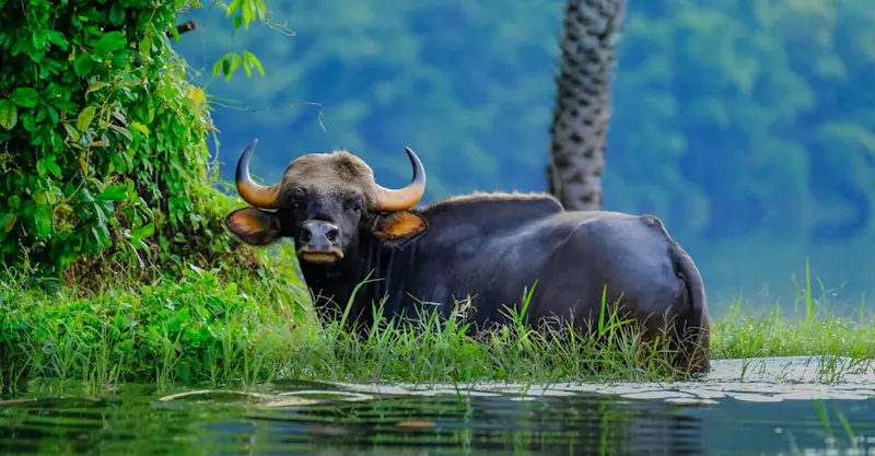 Gaur (Indian bison), Tadoba National Park, India.