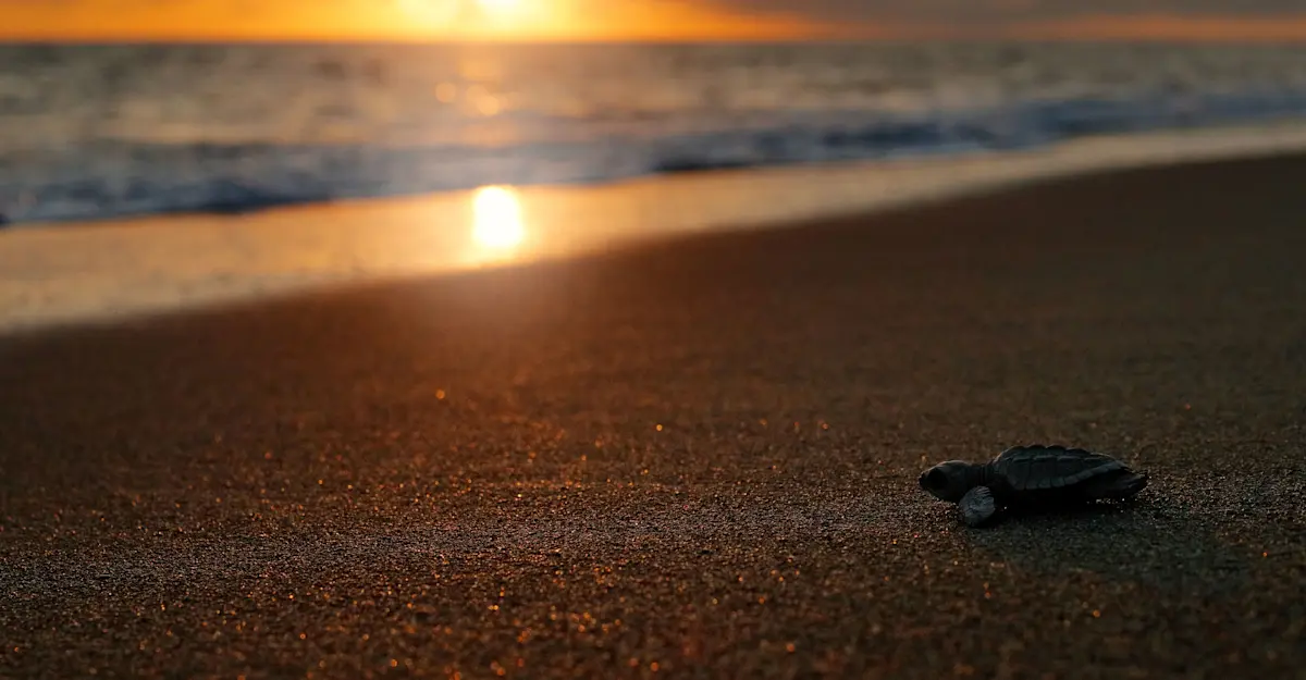 Sea turtle hatchling at sunset, Playa Grande, Costa Rica.