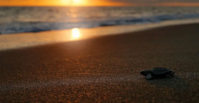 Sea turtle hatchling at sunset, Playa Grande, Costa Rica.