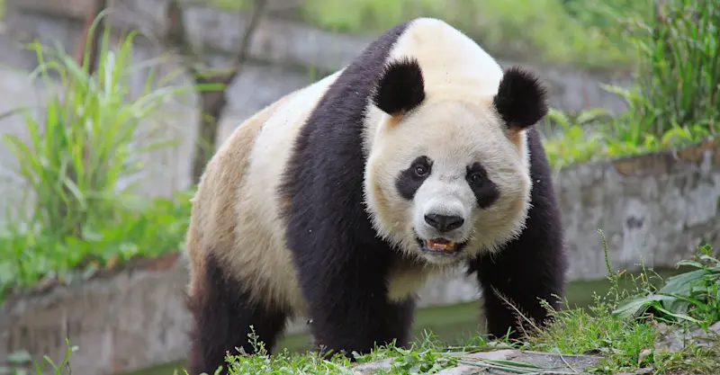 Giant panda, Dujiangyan Panda Base, China