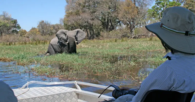 Nat Hab guest and elephant, Chobe National Park, Botswana.