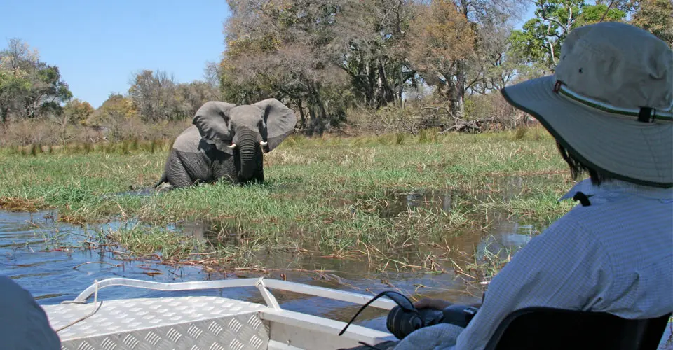 Nat Hab guest and elephant, Chobe National Park, Botswana.