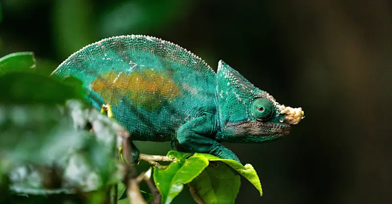 Parson's Chameleon, Madagascar.