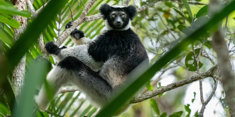 Indri lemur, Madagascar.