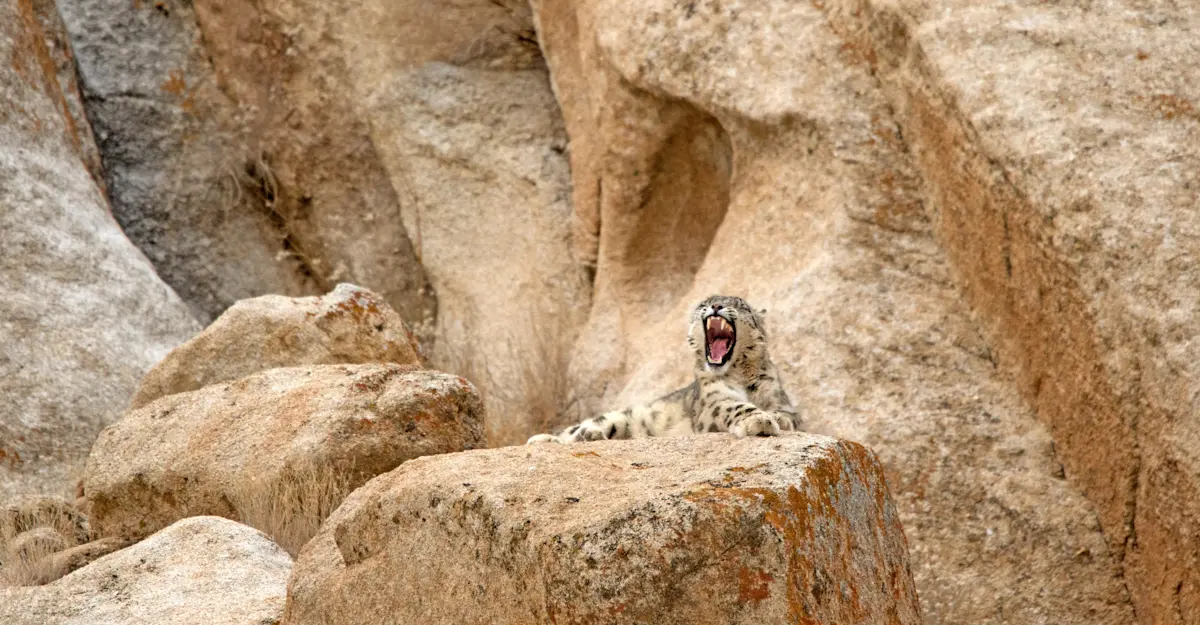 Snow leopard, Ladakh, India.