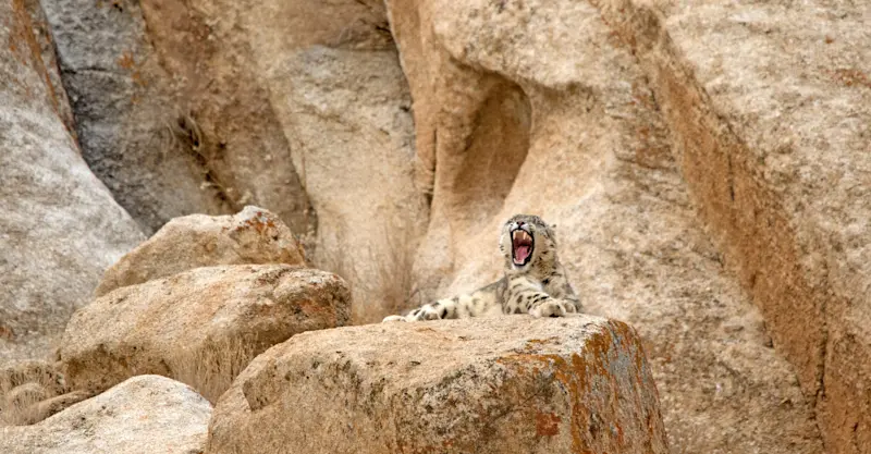 Snow leopard, Ladakh, India.