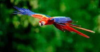 Scarlet macaw, Pacaya Samiria National Reserve, Peru.