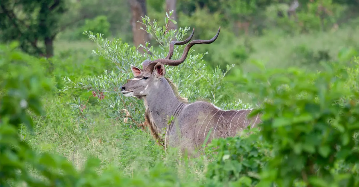 Greater kudu, South Africa.