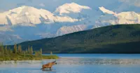 Moose, Alaska.