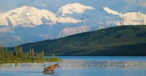 Moose, Alaska.