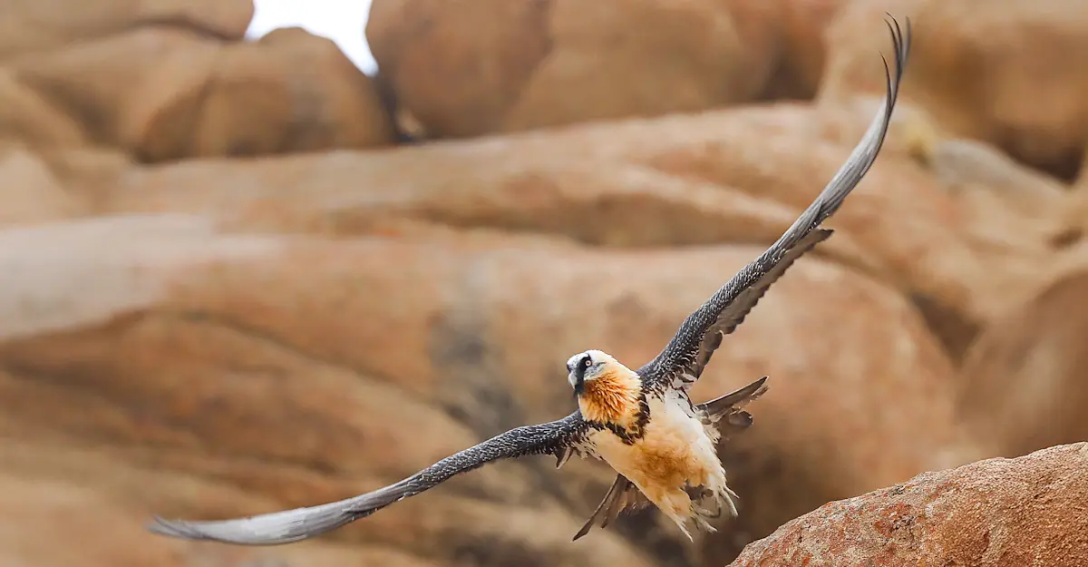 Bearded vulture, Ladakh, India.