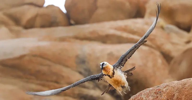 Bearded vulture, Ladakh, India.