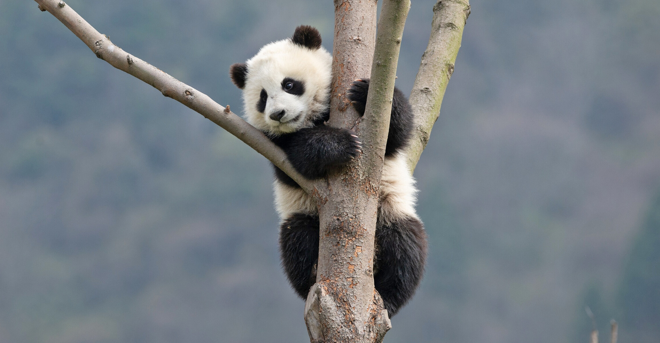 Bear Panda She is real ナフ BearPanda 1/6 She is realシリーズ ナフ｜ホビーの総合通販サイト