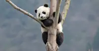 Giant panda cub, Genda Wolong Panda Base, China