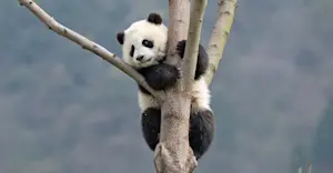 Giant panda cub, Genda Wolong Panda Base, China