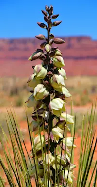 Yucca - Arizona