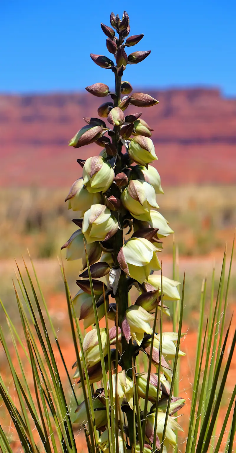 Yucca - Arizona