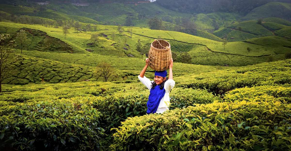 Local girl harvesting tea leaves in Munnar, Kerala, India.