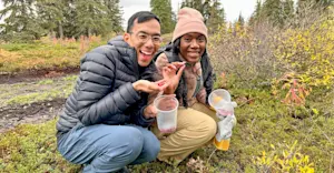 Earthwatch Expeditions guests picking tundra berries, Churchill, Manitoba, Canada.
