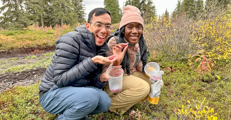 Earthwatch guests picking tundra berries, Churchill, Manitoba, Canada.