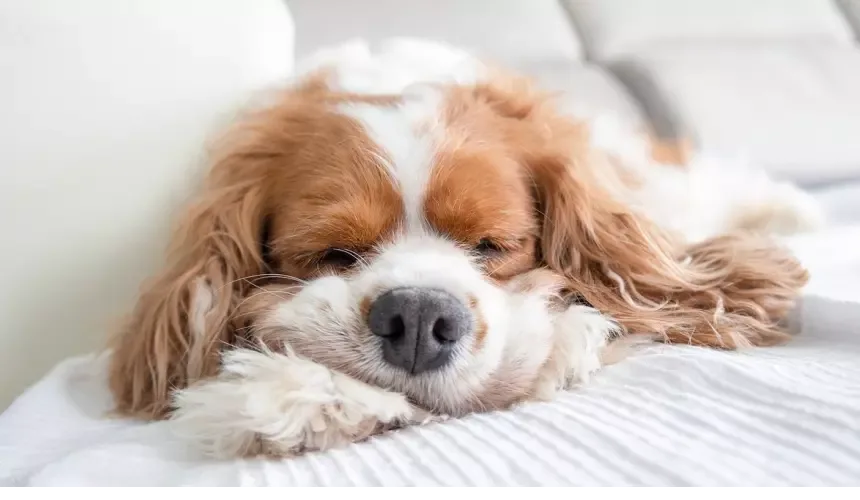 Dog asleep | Image in article