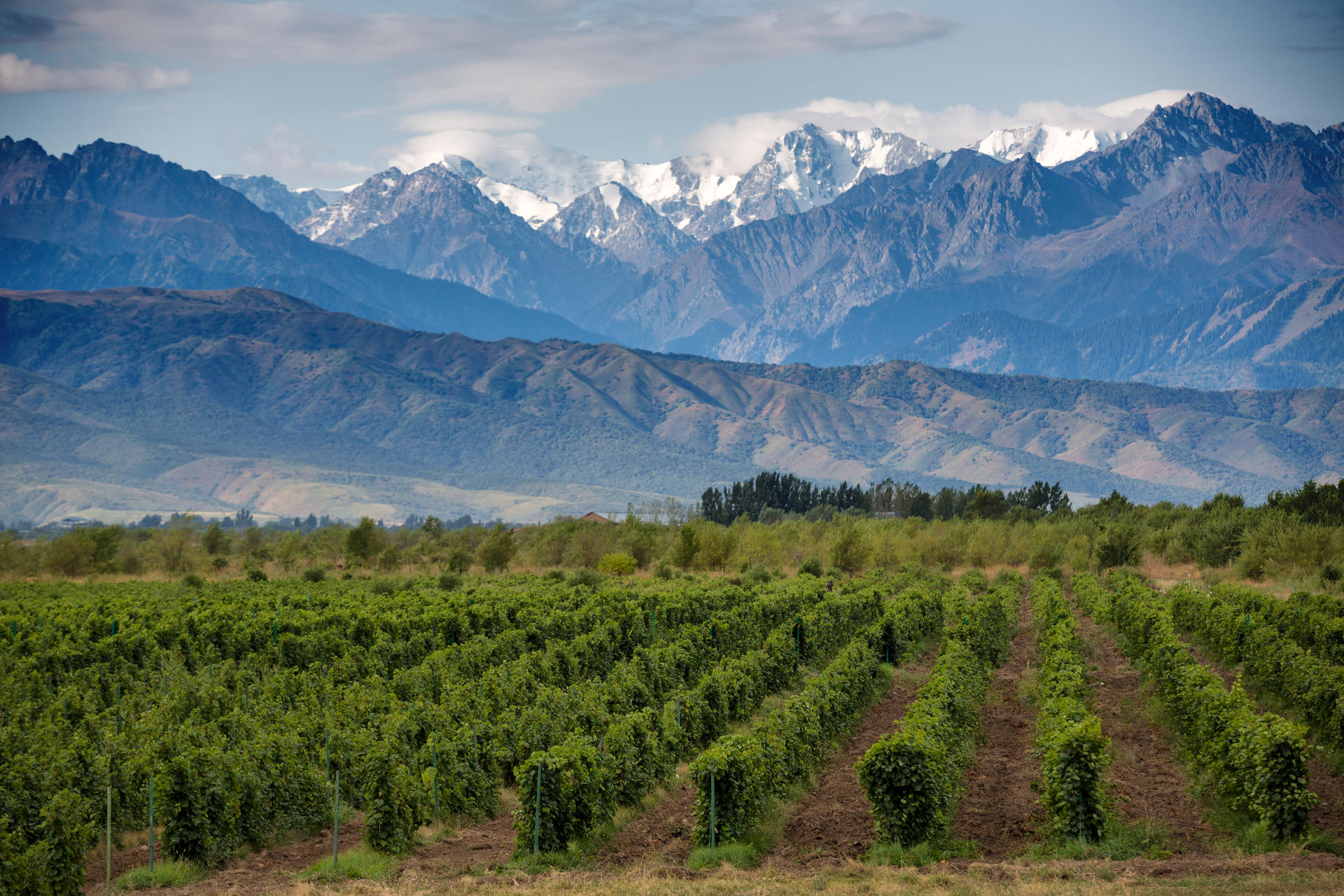 Wine Route