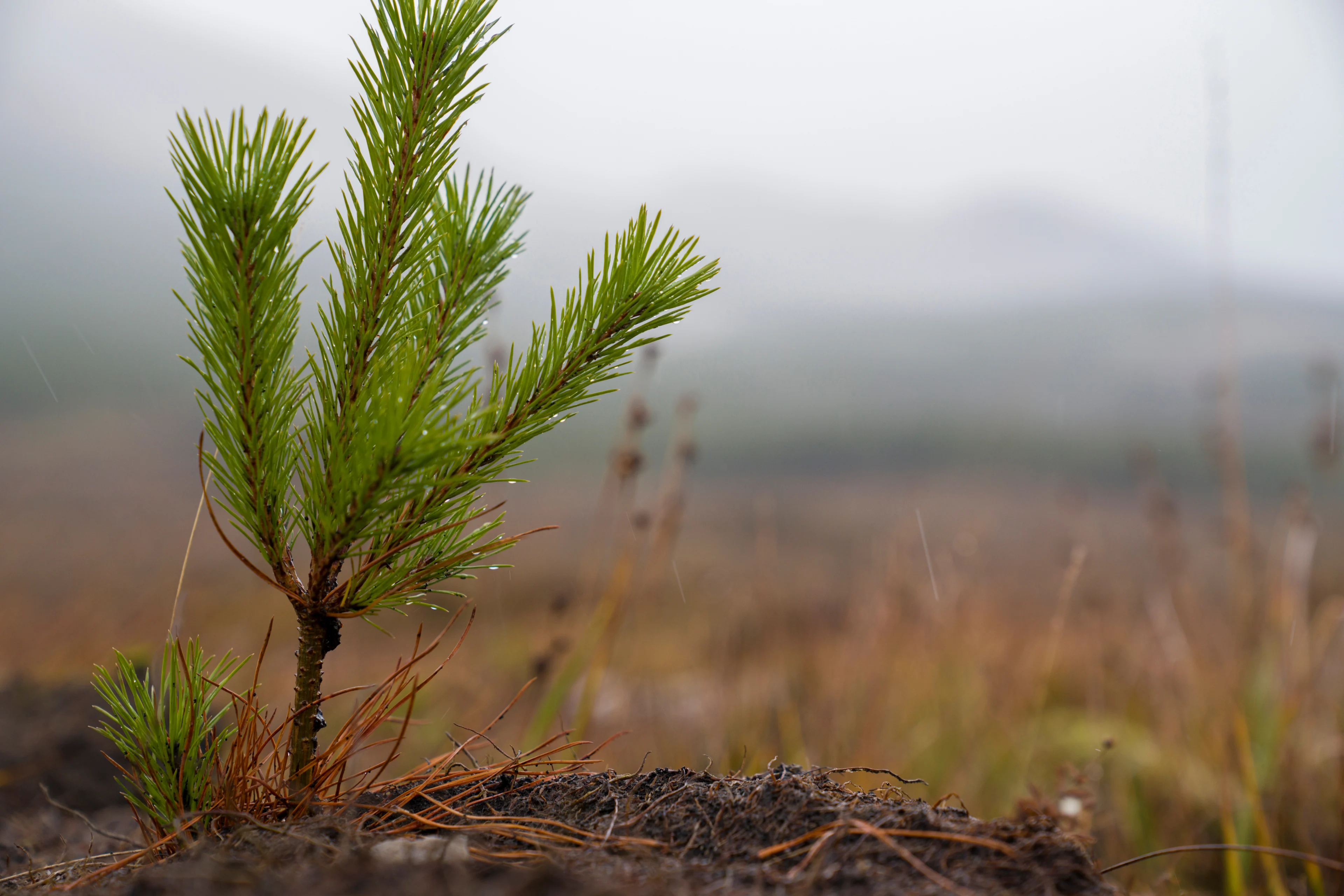 A close-up of a young pine tree sapling growing in a misty and barren natural landscape