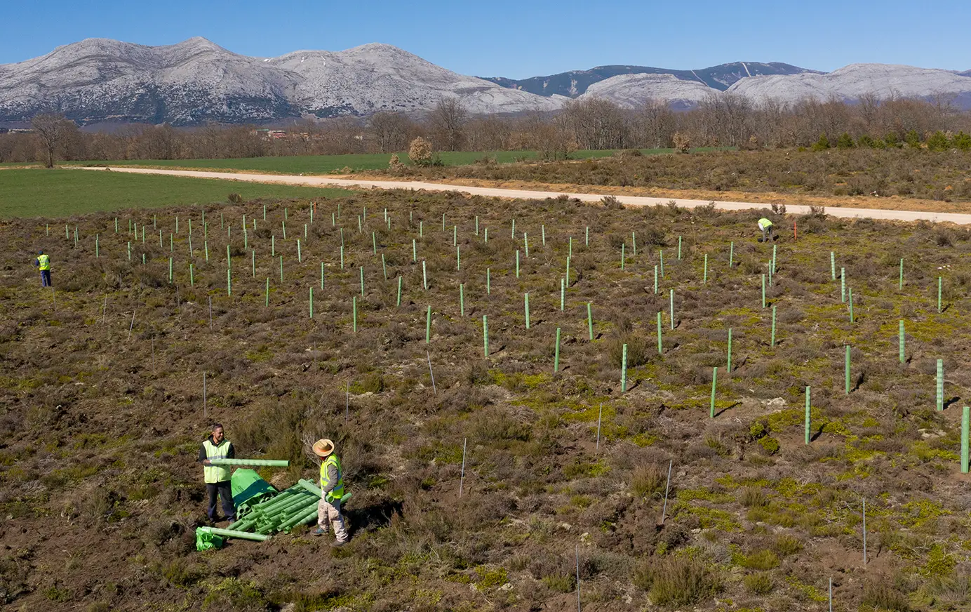 Workers planting young trees in a rural field with protective tubes