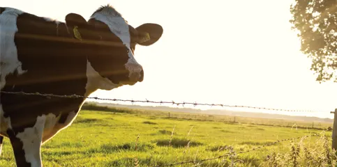 Cow on Green Field