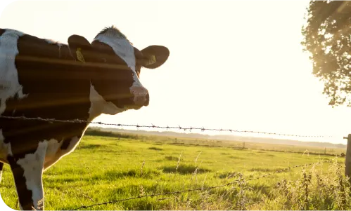 Cow in the field