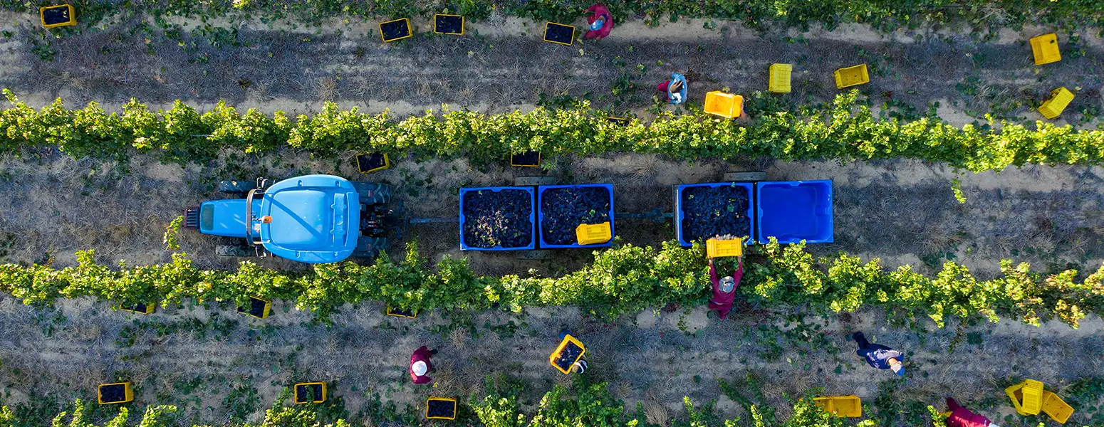 An aerial view of a vineyard during harvest, showing workers, yellow crates, and a blue tractor with trailers filled with grapes.