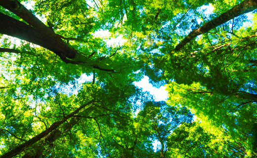 ecognition - canopée d'arbres