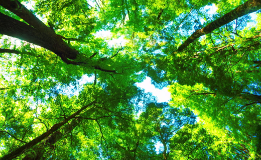 eCognition Baumkronen
