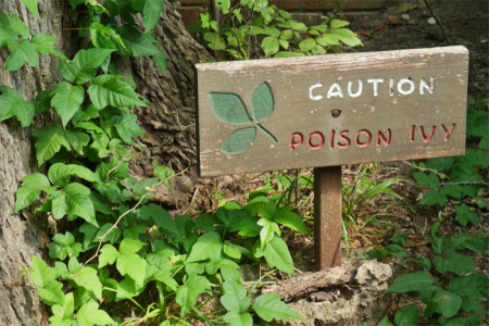 A wooden sign on the forest floor warns of poison ivy