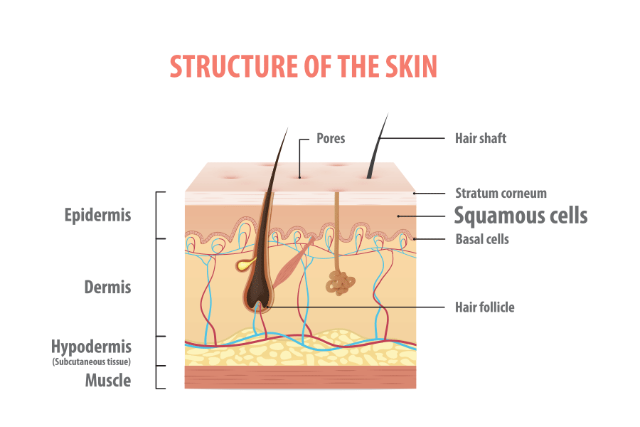 Structure of the skin infographic illustration on white background
