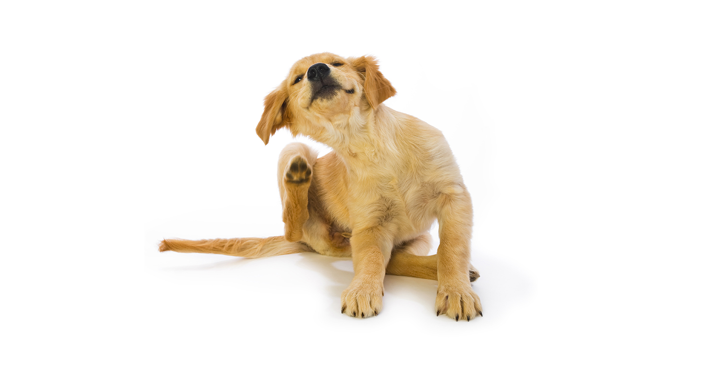 Illustration for Lessons learned from canine atopic dermatitis