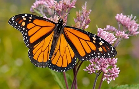 Monarch butterfly on milkweed plant