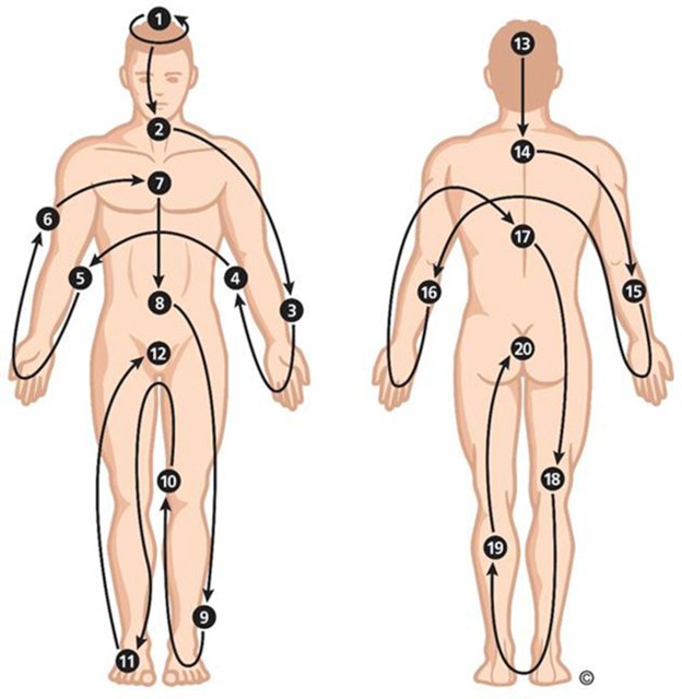 Illustration of full-body skin exam for DWII