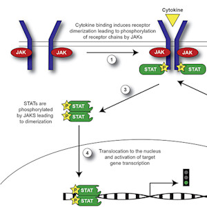 An infographic showing the role JAK plays in inflammation for DWII | American Academy of Dermatology (AAD).