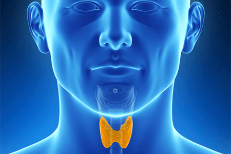 Illustrated image of a human with thyroid gland