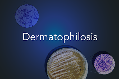 Dermatophilosis resources image card