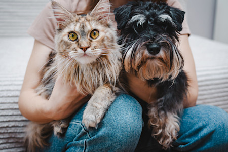 Minoxidil is a hair loss medication that can be toxic to cats and dogs. To prevent them from getting sick, follow these dermatologists’ tips while using minoxidil.