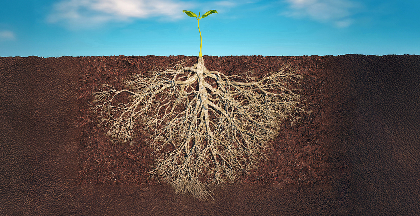 Image of a plant with extensive roots below the ground to illustrate DermWorld feature Deep roots banner.