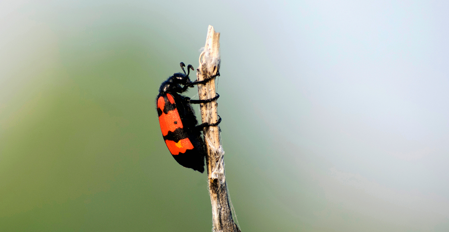 Banner for the blister beetle and beyond