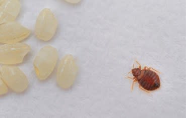 Bedbug with its eggs