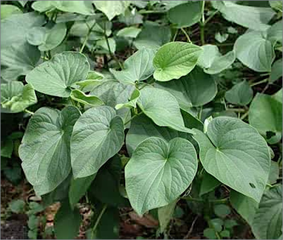 A kava plant, Piper methysticum G. Forst. Note the characteristic heart-shaped leaves that are typical of plants in the black pepper plant family, Piperaceae (which is unrelated to capsicum or chile peppers).