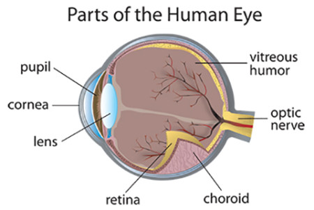 parts of the human eye