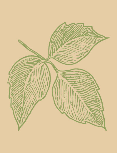 Dermatology World abstract illustration of poison ivy