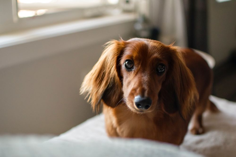 Long haired hot sale dachshund names